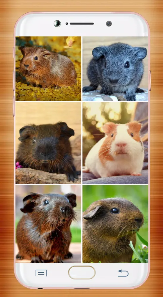 Guinea Pig Wallpaper Ekran Görüntüleri