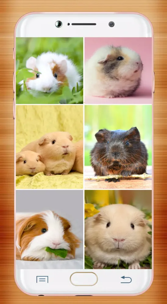 Guinea Pig Wallpaper Ekran Görüntüleri