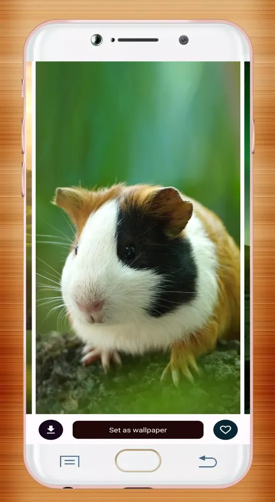 Guinea Pig Wallpaper Ekran Görüntüleri
