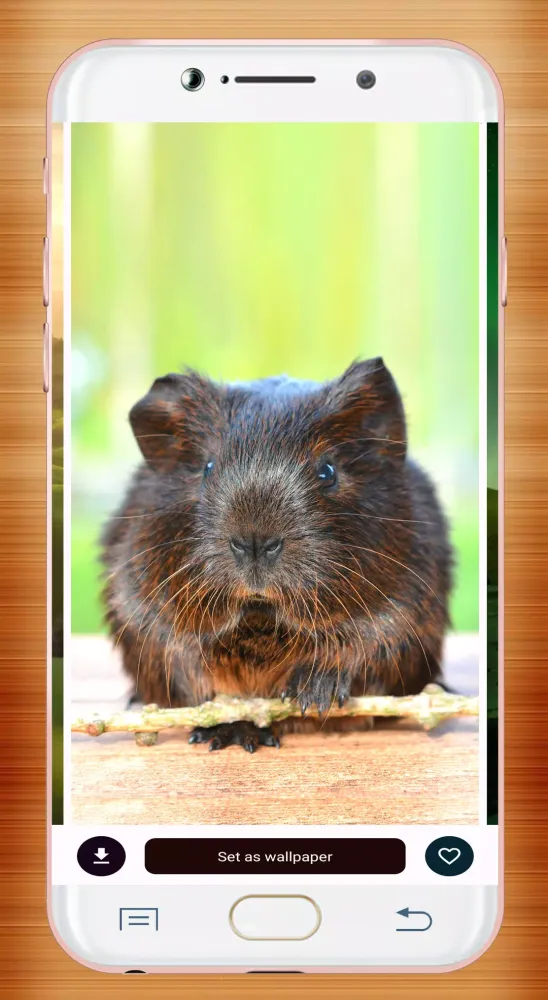 Guinea Pig Wallpaper Ekran Görüntüleri