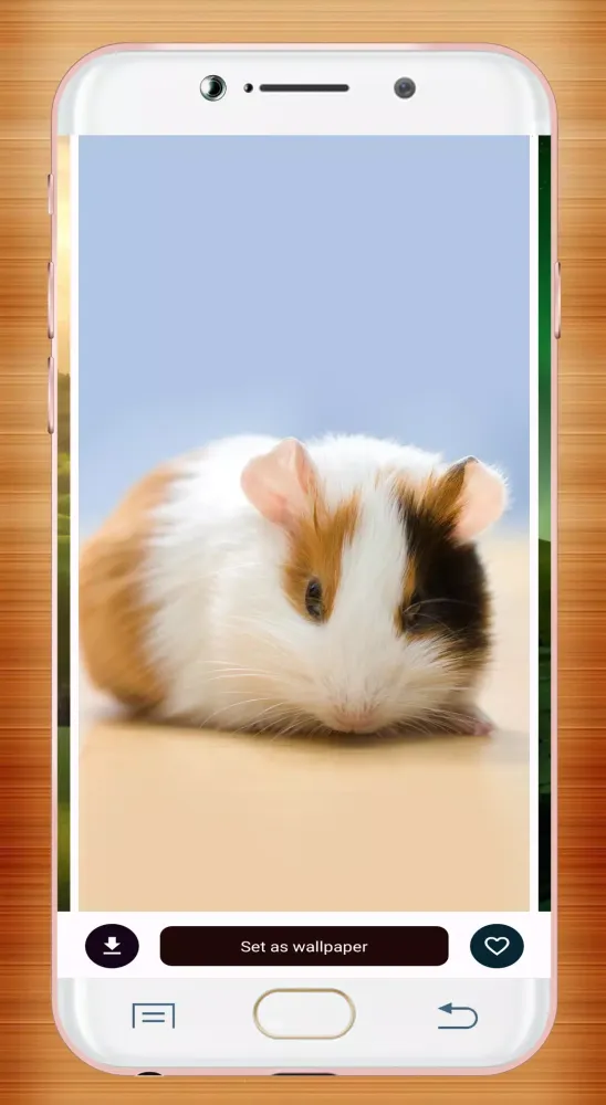 Guinea Pig Wallpaper Ekran Görüntüleri