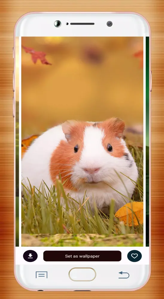 Guinea Pig Wallpaper Ekran Görüntüleri
