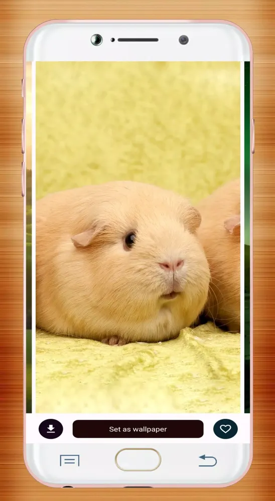Guinea Pig Wallpaper Ekran Görüntüleri