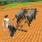 Village Farmers Plowing Harves