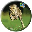 Hansa Cheetah