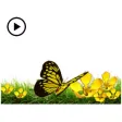 Butterfly And Flower Greetings Butterfly And Flower Greetings