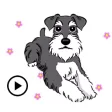 Miniature Schnauzer Sticker