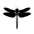 Dragonfly organic