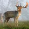 Archry Deer Hunt Challenge Mountain 3D