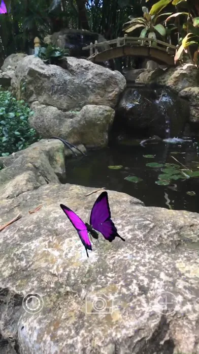 AR Butterflies Screenshots