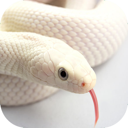 Snake Wallpaper 4K