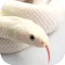 Snake Wallpaper 4K
