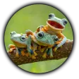 Find The Frog