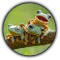 Find The Frog