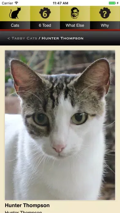 Hemingway Cats应用截图