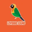 Suara Burung Lovebird