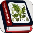 Herbal medicines plant