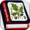 Herbal medicines plant