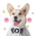 The Cutest Corgi Animated