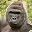 Harambe - Bless his soul