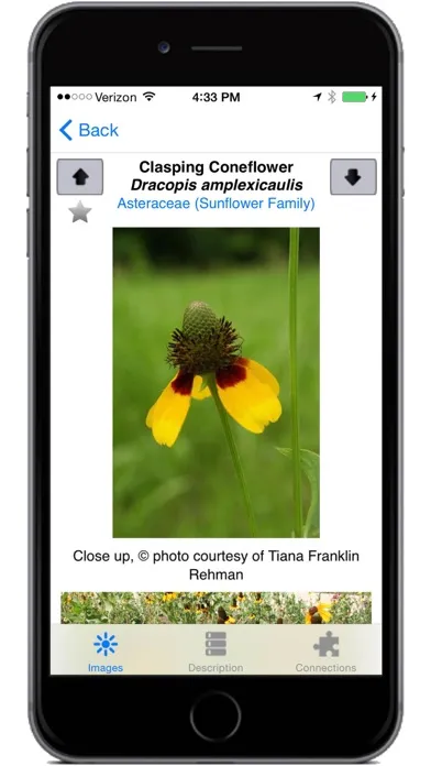 تصاویر Flora of Texas: FW Prairie