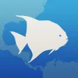Fishlist: Caribbean