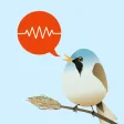 ChirpOMatic - Birdsong Europe