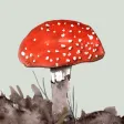 Mushrooms & other Fungi UK