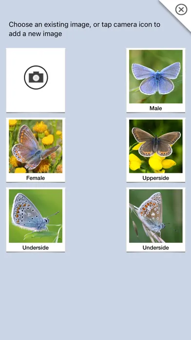 Capturas de pantalla de Butterflies & Day Moths UK