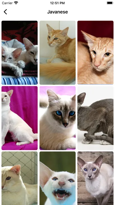 Tangkapan skrin AI Human to cat translator app