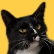 Cat Games - Cat Play Box
