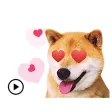 Adorable Shiba Inu Dog Sticker Adorable Shiba Inu Dog Sticker