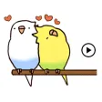 Animated Lovely Budgie Sticker Animated Lovely Budgie Sticker