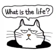 Scowl Cat Sticker