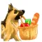 Smart German Shepherd Dog
