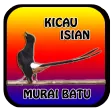 Full Kicau Murai Batu Mp3