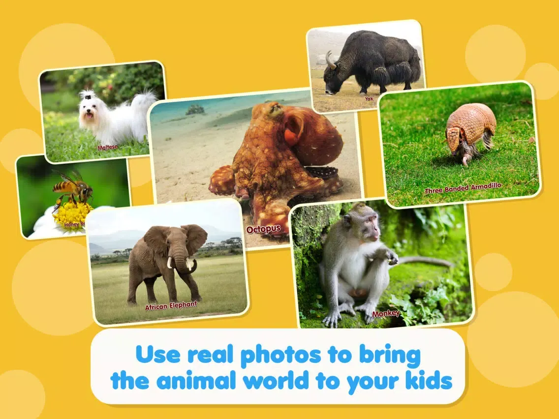 تصاویر ABC Zoo: Animated Flash Cards iPad 