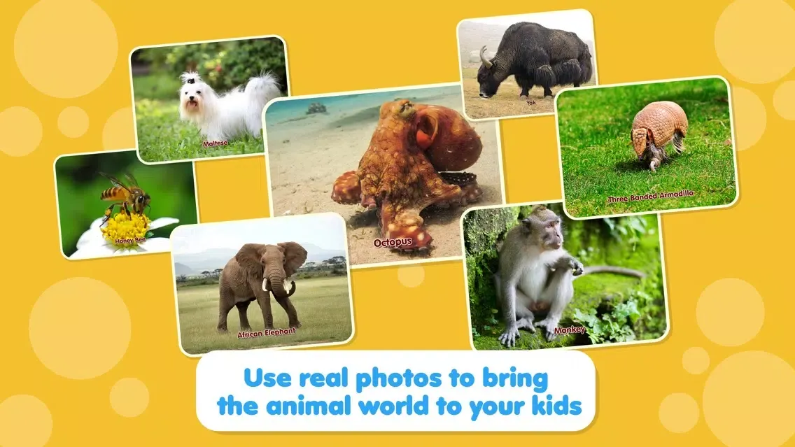 تصاویر ABC Zoo: Animated Flash Cards
