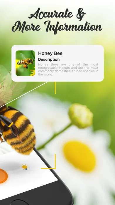 Скриншоты Insect ID Bug Identifier