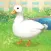 Duck Pet