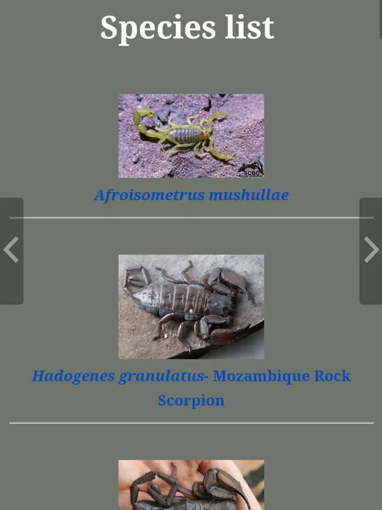 Scorpions of Zimbawe iPad 应用截图