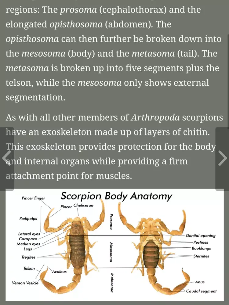 Scorpions of Zimbawe iPad 应用截图