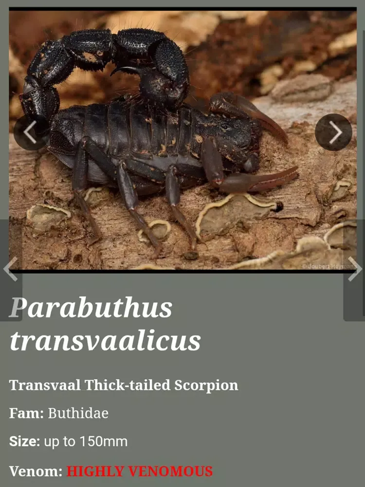 Scorpions of Zimbawe iPad 应用截图