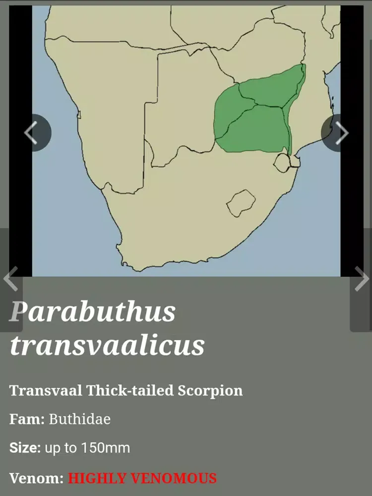 Scorpions of Zimbawe iPad 应用截图