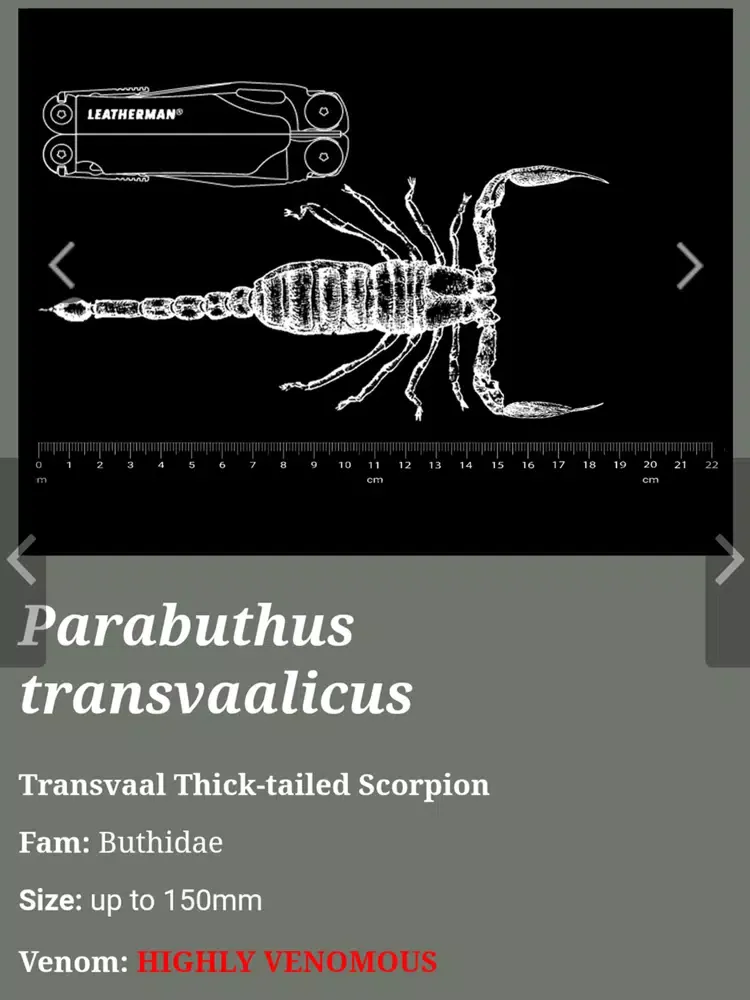 Scorpions of Zimbawe iPad 应用截图