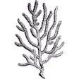 Corals Sticker Pack Corals Sticker Pack