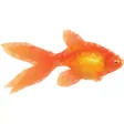 Fish Three Sticker Pack Fish Three Sticker Pack
