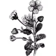 Flower Black and White Sticker Pack Flower Black and White Sticker Pack