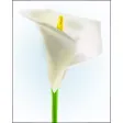 Lilies Sticker Pack