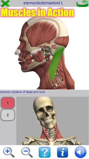 Visual Anatomy 2 Screenshots